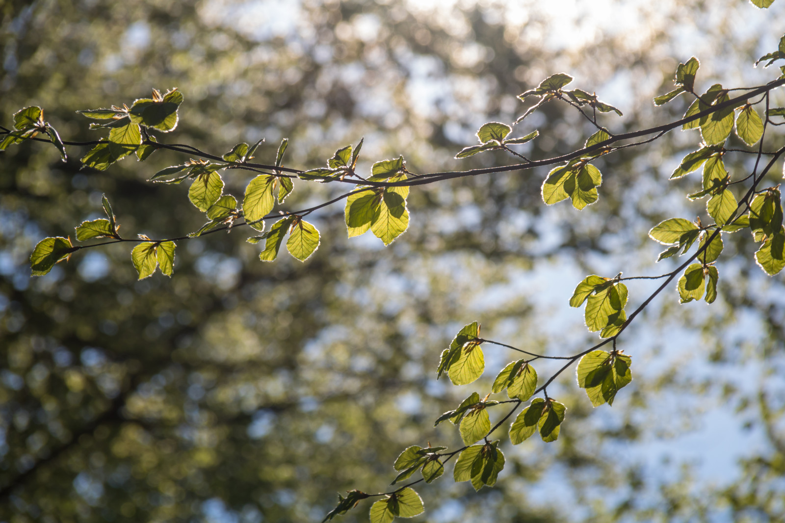 slunečnímu záření, les, Příroda, větev, zelená, žlutý, květ, jaro, buk, strom, podzim, list, květ, rostlina, sezóna, flóra, l v, les, Skog, v r, Torup, gr n, bokskog, divoká rostlina, větvička, vyrobit, botanika, suchozemská rostlina, kvetoucí rostlina, dřevina, keř, makro fotografie, závod stonek, opadavý