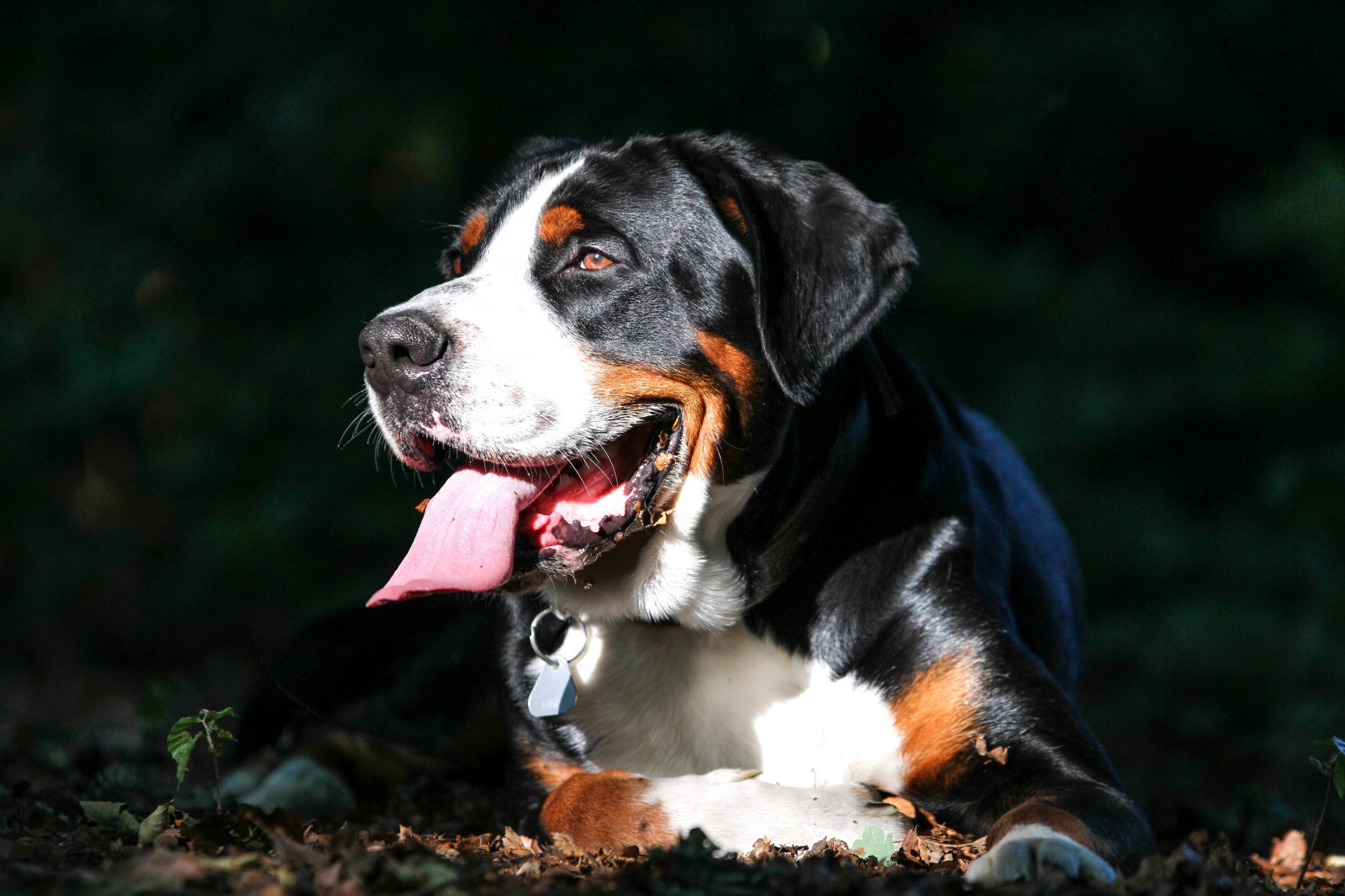 hund, Berner Mountain hund, hundehvalp, pattedyr, hvirveldyr, hund som pattedyr, hunderace, snude, stor swiss mountain dog, Grosser Schweizer Sennenhund, Entlebucher Sennenhund, Appenzeller Sennenhund