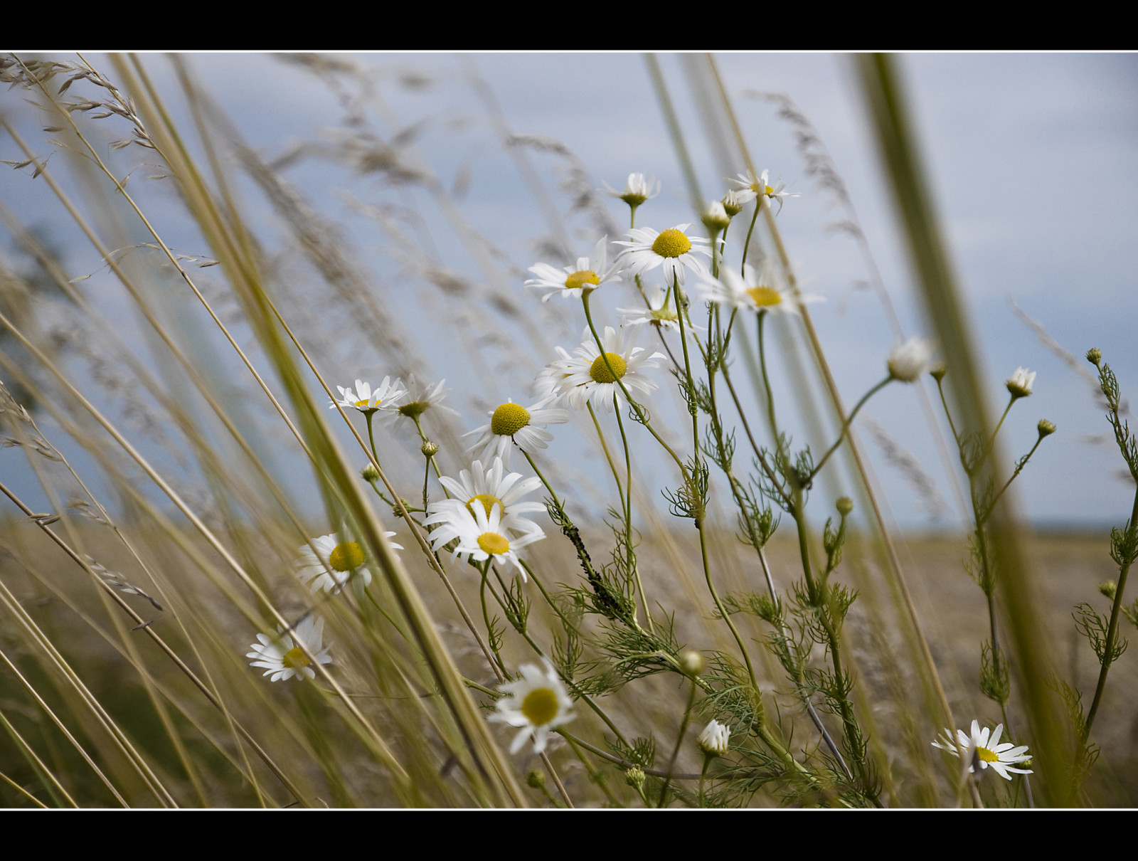 light, sunset, summer, sky, brown, Sun, plant, flower, macro, green, nature, field, clouds, landscape, lights, licht, corn, Nikon, heaven, afternoon, fotografie, sonnenuntergang, dof, blossom, wheat, grain, himmel, leipzig, gelb, planet, environment, grun, braun, corny, landschaft, sonne, garten, kamille, Korn, agaric, acker, erde, camomile, weizen, nachmittag, d90, mygearandme, mygearandmepremium
