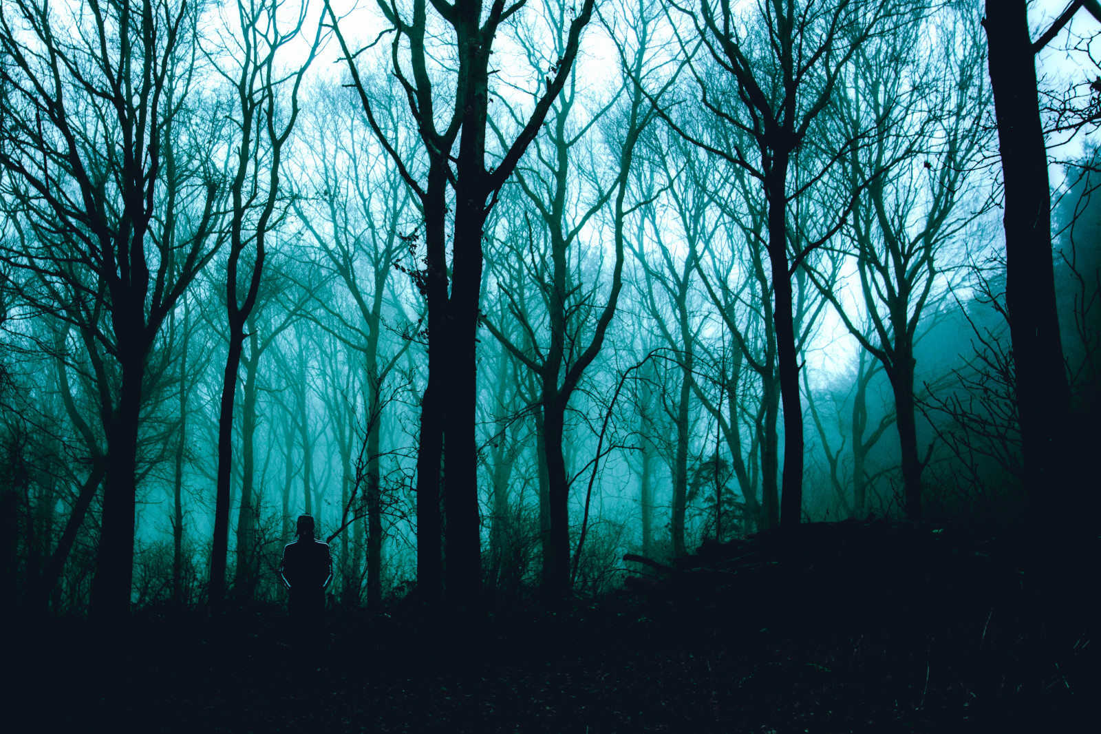 sollys, træer, Skov, natur, græs, himmel, udendørs, vinter, silhuet, afdeling, grøn, blå, England, morgen, alene, atmosfære, stående, Nikon, Person, UK, Yorkshire, landdistrikterne, Land, vidvinkel, træ, Tamron, skygger, ensomme, blad, naturlig, uden for, landskabet, skov, mørke, arty, mærkelig, nikond7100, skov, lund, computer tapet, økosystem, tempererede nåleskove, biom, gamle vækst skov, tempereret løvfældende skov, tamron1024mm, nikonphotography, fænomen, standingalone, iratebadger, eastridings, spruce fir forest, tropical and subtropical coniferous forests