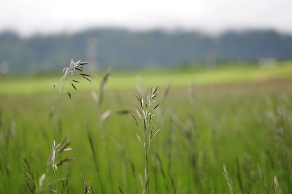 leaves,grass,bokeh,macro