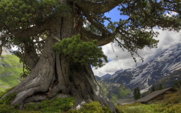 Montagnes,des nuages,arbre,Prickles,tronc,long terme