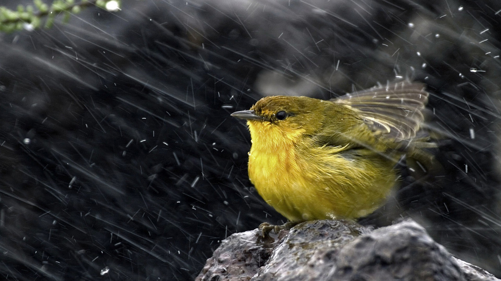 Wallpaper 1920x1080 px, animals, birds, ice, rain, snow, stones
