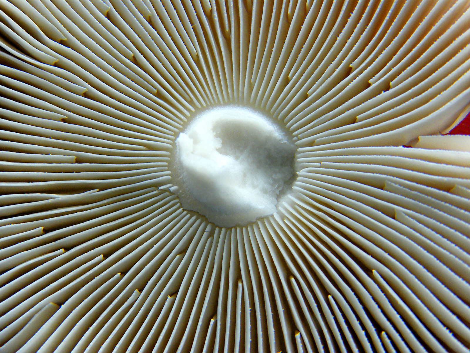 ธรรมชาติ, เห็ด, รูปแบบ