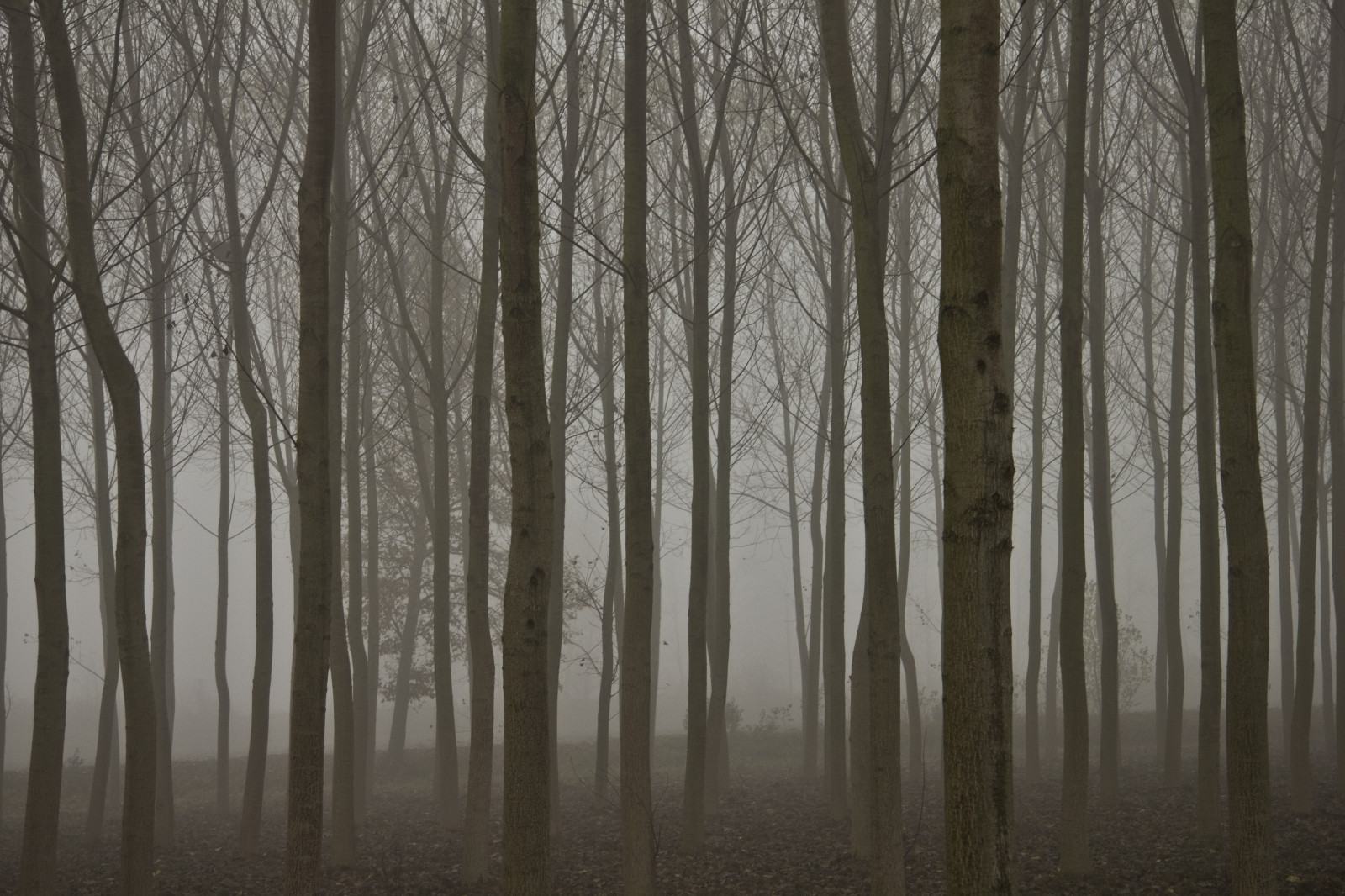 stromy, Příroda, mlhavý, mlha, alberi, krajiny, atmosféra, natura, Campagna, Nebbia, Paesaggi, Atmosfera, lombardia, Pioppi, Pianura, Pavia, Pavese, PADANA, mat56, chignolopo