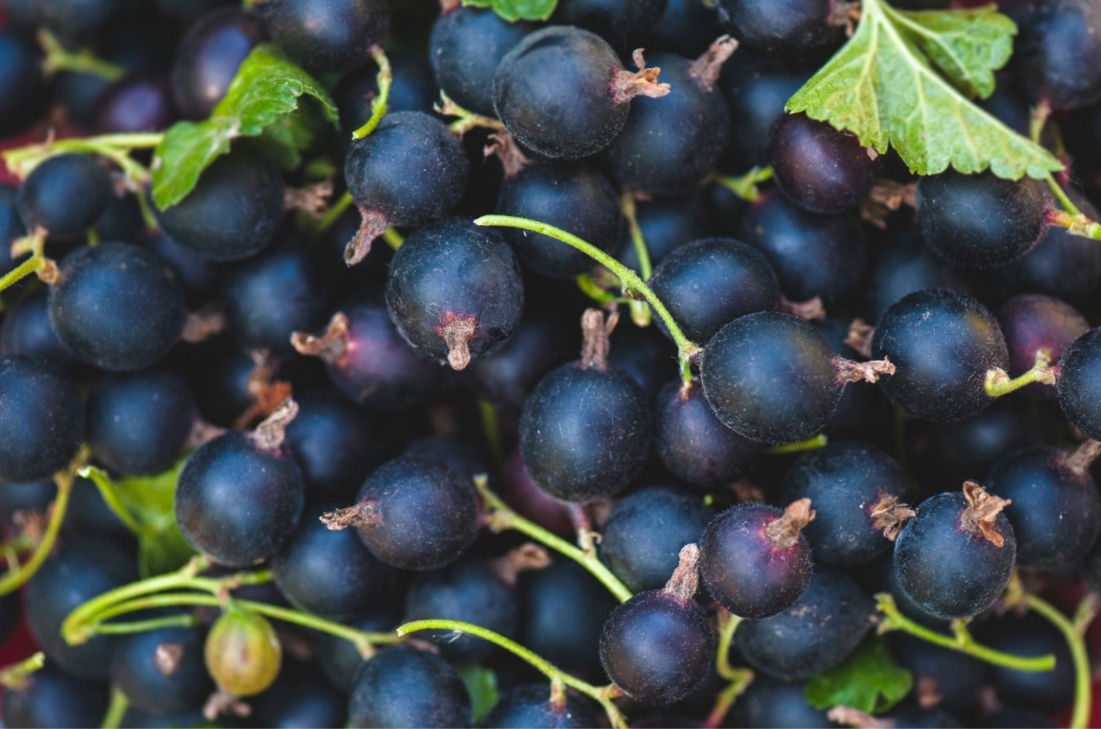 1920x1273 px, Beeren, blau, Lebensmittel