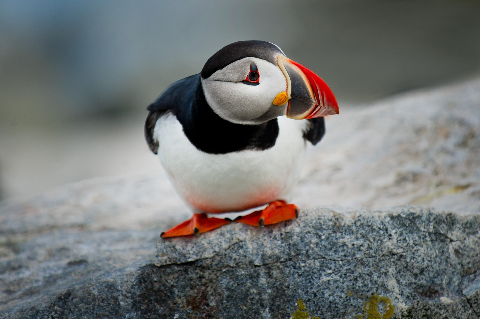 デスクトップ壁紙 : 3107x2068 px, 動物, アトランティック・パフィン, 自然, 岩 3107x2068 - wallhaven ...