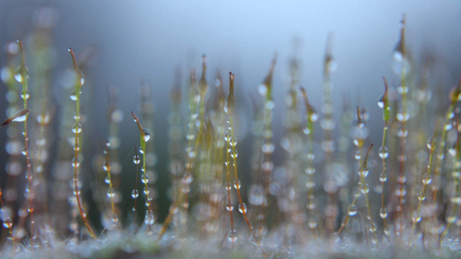 slunečnímu záření, zahrada, abstraktní, voda, Příroda, odraz, tráva, stěna, déšť, detailní, makro, větev, mech, zelená, mráz, bokeh, rosa, zmrazení, list, květ, počasí, pokles, kapky deště, zblízka, makro fotografie, závod stonek, vlhkost, onthegardenwall