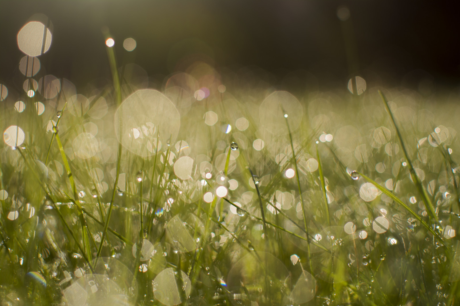 Güneş ışığı, makro, yeşil, Ot, kapatmak, Bokeh, Çiğ, Yağmur damlası, Macromondays, D5200, Bu sajungleoutthere