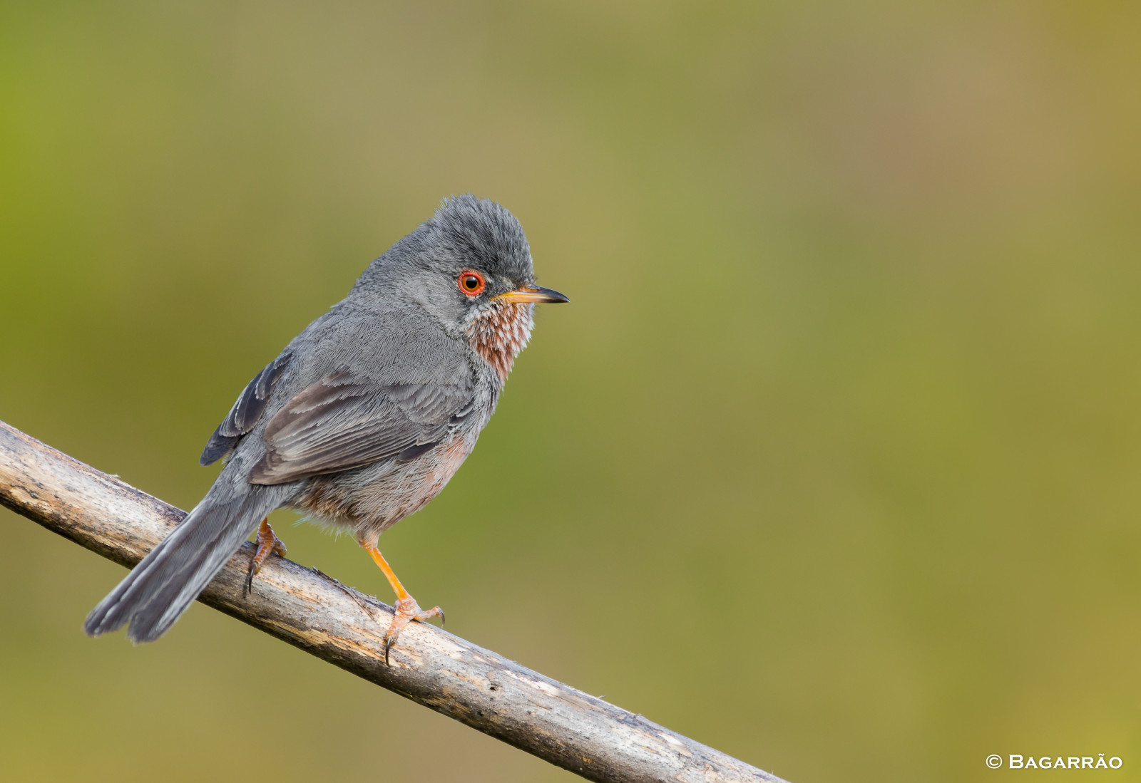 Toutinegradomato, dartfordwarbler, Currucarabilarga, Fauvettepitchou, Sylviaundata, Aves, ptactvo, Portugalsko, birdphotographing, nocaptivitybirds, freebirds, faunaportuguesa, faunaib rica, iberianbirds, natureza, Příroda, pozorování ptáků, fauna, ornitologia, ornitologie, Volně žijících živočichů, vida, Selvagem, zvěř, animais, zvíře, Passaro, Passaros, ornitologie, vidaanimal, avifauna, observa odeaves, fotografiadeaves, fotografiadenatureza, focení, naturephotographer, birdphotographer, ptáčník, ptáček, birdinginthewild, influenza, avianphotography, biodiversidade, biodiverzita, algarve, birdsociety, birdsofportugal, birdsgallery, birds4all, birdloversalgarve, birdphotography, birdphotos, naturephotography, wildlifephotography