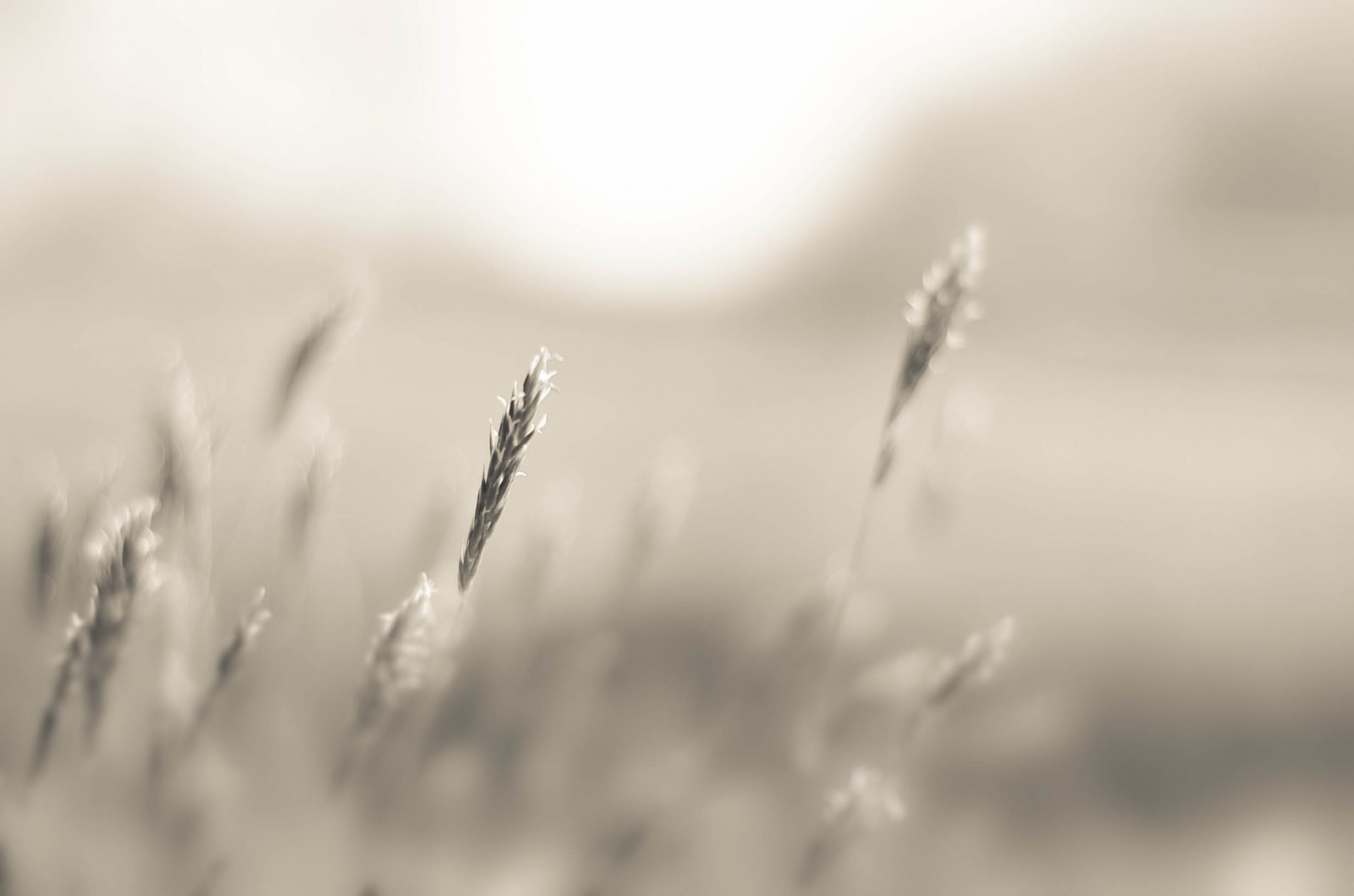 slunečnímu záření, krajina, černobílý, voda, Příroda, tráva, zima, pole, fotografování, Země, větev, mráz, sépie, Volně žijících živočichů, Nikon, bokeh, jasný, zmrazení, Soustředit se, světlo, Černý a bílý, scéna, 50mm, list, květ, rostlina, tělesné, dof, dlouhý ostrov, atmosférický jev, Atmosféra Země, Černý a bílý, monochromatické fotografování, zblízka, makro fotografie, tráva rodina, vlhkost