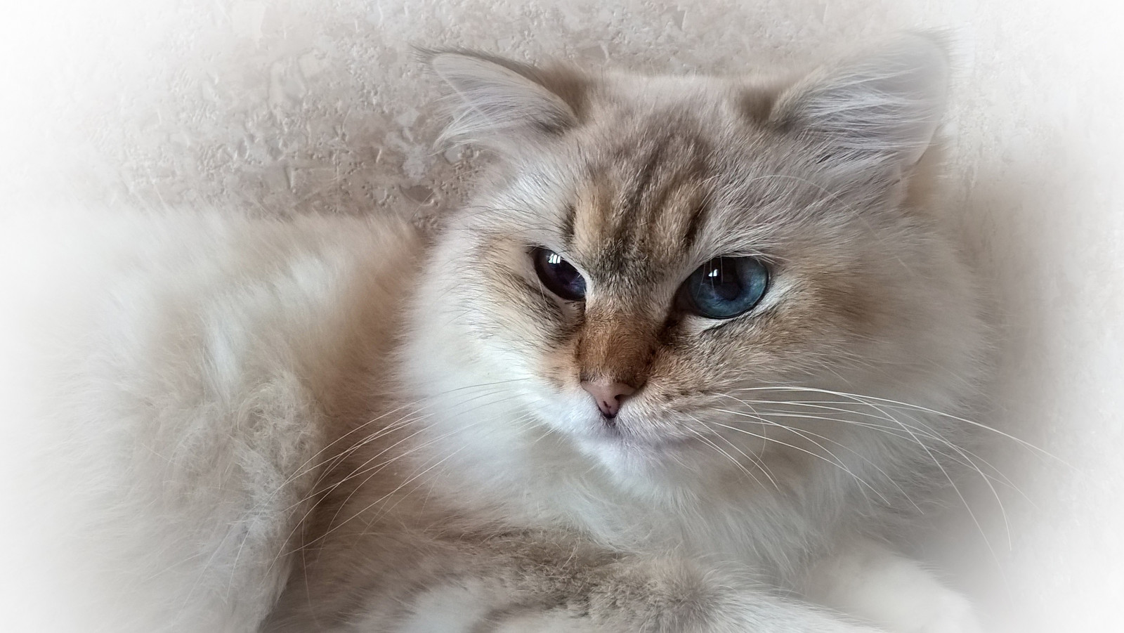 kočka, nos, kníry, kůže, kotě, fauna, savec, obratlovců, zblízka, kočka jako savci, malé až středně velké kočky, carnivoran, domácí krátké vlasy kočka, domácí dlouhé vlasy kočka, Norská lesní kočka, 3264x1840 px, sibiřský, Birma, ragdoll, britská polo-dlouhosrsté