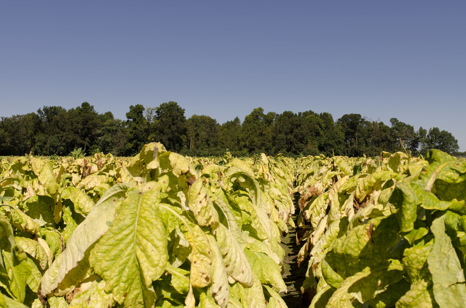 Southern Crops Wallpaper : food, USA, field, outdoors, us, farm, south, farming, North ...