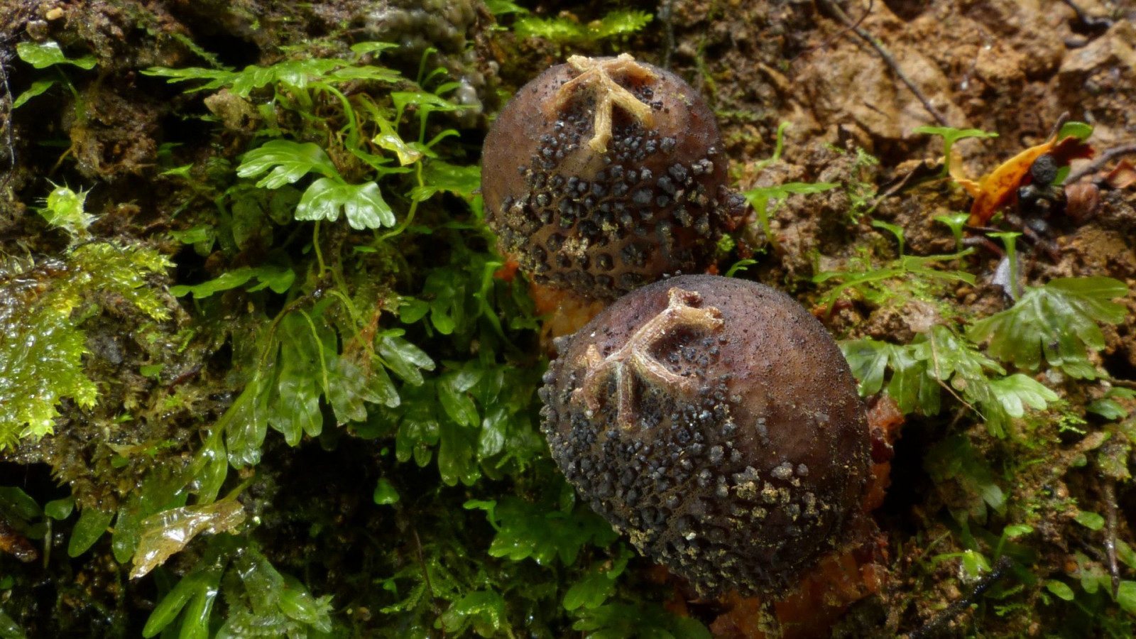 houba, léčivý houba, organismus, strom, les