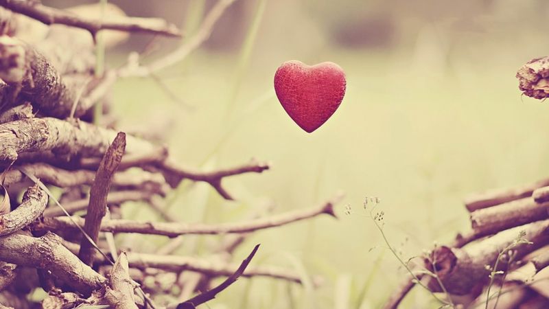 sunlight, nature, love, red, heart, grass sunlight, nature, love, red, heart, grass