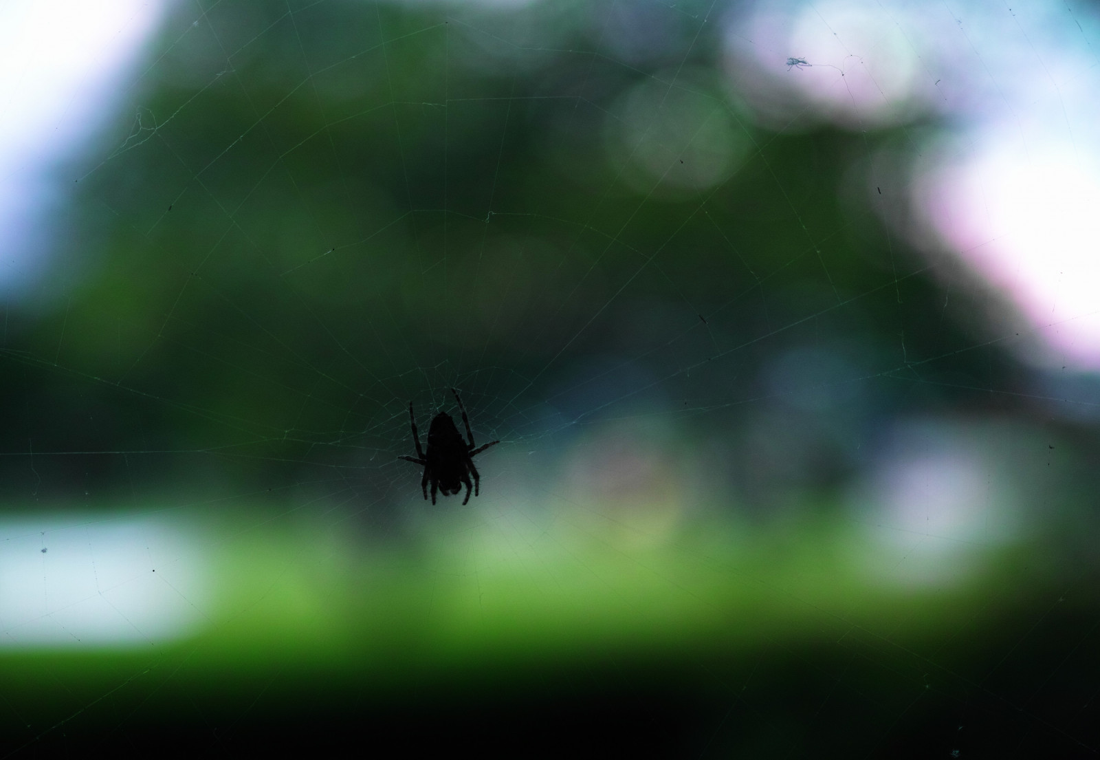 spider, bokeh, web, spiderweb, sigma, merrill, dp2, dp2m
