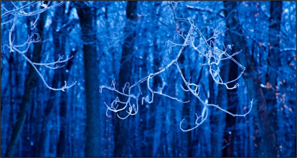 water,sunlight,trees,reflection,snow,branch