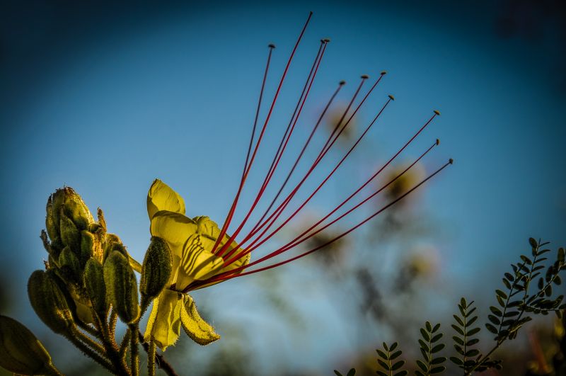 slunečnímu záření, Příroda, odraz, tráva, nebe, fotografování slunečnímu záření, Příroda, odraz, tráva, nebe, fotografování