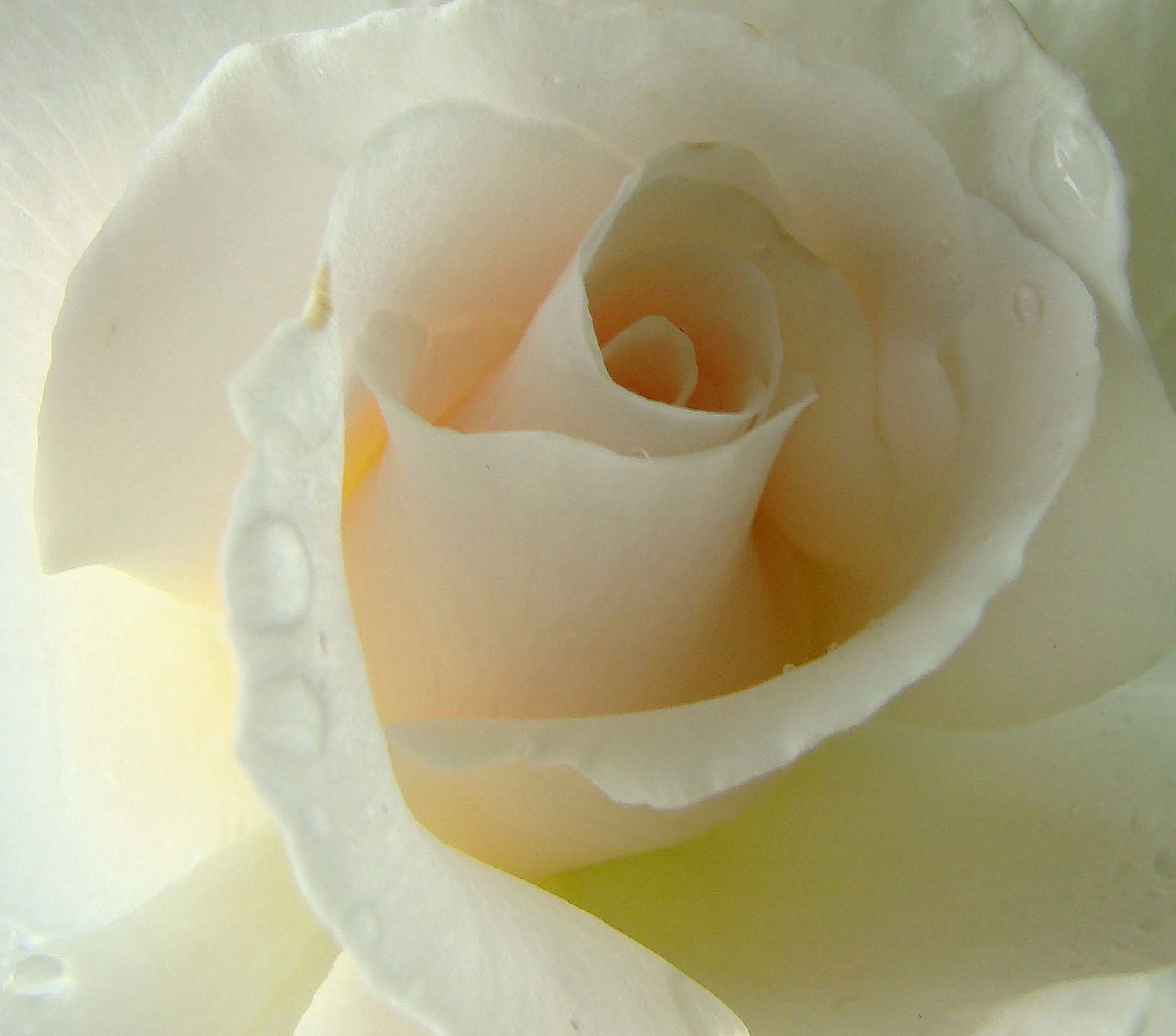 bílý, Příroda, makro, růže, Broskev, růžový, květ, rostlina, okvětní lístek, anawesomeshot, naturesfinest, theperfectphotographer, Soe, diamondclassphotographer, flickrdiamond, goldstaraward, shieldofexcellence, ysplix, flowerotica, flickrenvy, amazingshots, počítač tapeta, kvetoucí rostlina, zblízka, makro fotografie, zátiší fotografování, zahradní růže, růže rodina, růže objednávka, dokonalost, floribunda, rosa centifolia, takeabow, úžasná rána, excellentflowers, flowersandcolours, blueribbonaward, excellenceinfloralphotogaphy