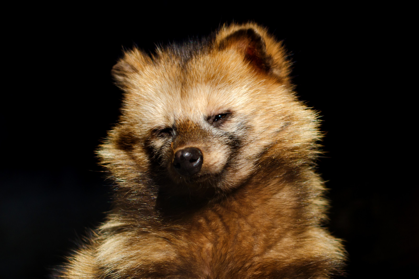 Japonsko, stvoření, park, zima, Pes, Volně žijících živočichů, Nikon, srst, zoologická zahrada, bokeh, kníry, Yokohama, Pomeranian, Únor, 2017, F28, zvíře, venkovní, usměj se, D7000, štěně, 70200 mm, sigma, Kanagawa, savec, špicl, apo, bývalý, HSM, čenich, pes jako savec, psí plemeno skupina, carnivoran, psí plemeno, nikonclubit, Německý špic Mittel, Německý špic, italský volpino, Německý špic klein, Finský špic, eurasier, Nishiward, Nogeyama, Nogeyamapark, Nogeyamazoo, Apo70200mmf28dexhsm, Sigmaapo70200mmf28dexhsm, Raccoondog