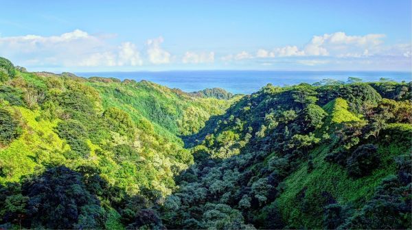 landscape,forest,waterfall,hill,nature,sky