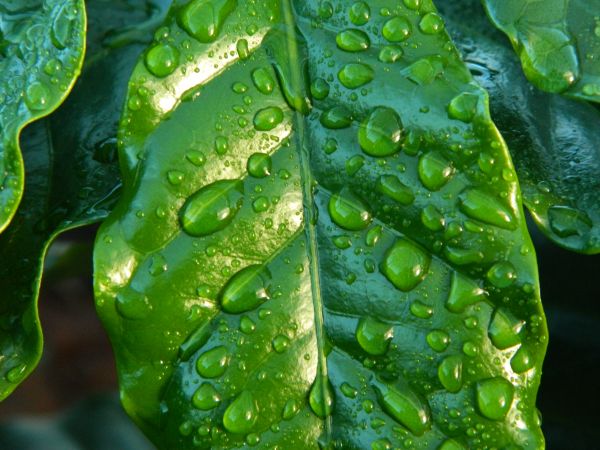 water,macro,green,algae,leaf,flower