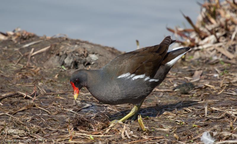 Vogel, Fauna, Schnabel Vogel, Fauna, Schnabel