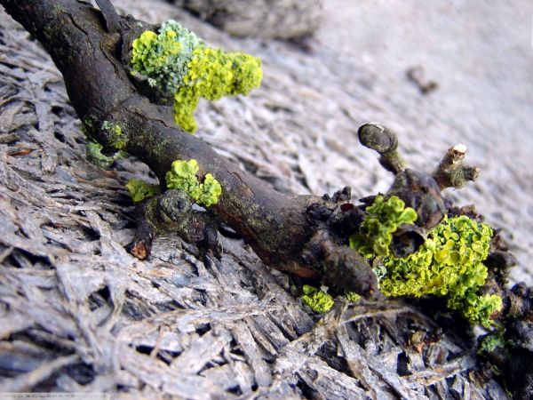driftwood,1920x1440 px,lichen,macro,nature
