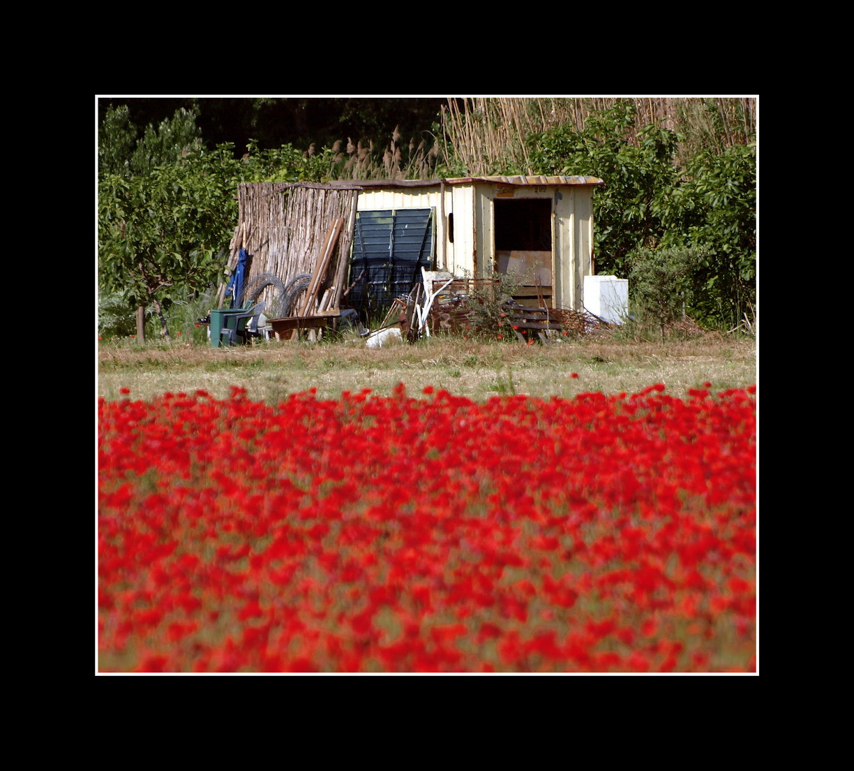 rød, Frankrig, Mark, alpes, Rouge, Marseille, Olympus, du, valmue, valmuer, E3, cote, Provence, Champ, coquelicot, rhone, dAzur, 70300, cabanon, Pertuis, bouches, mygearandme, mygearandmepremium