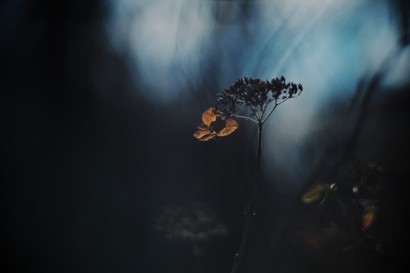 hortensia,Xt1,Planar85mm,Lahydrangea sèche