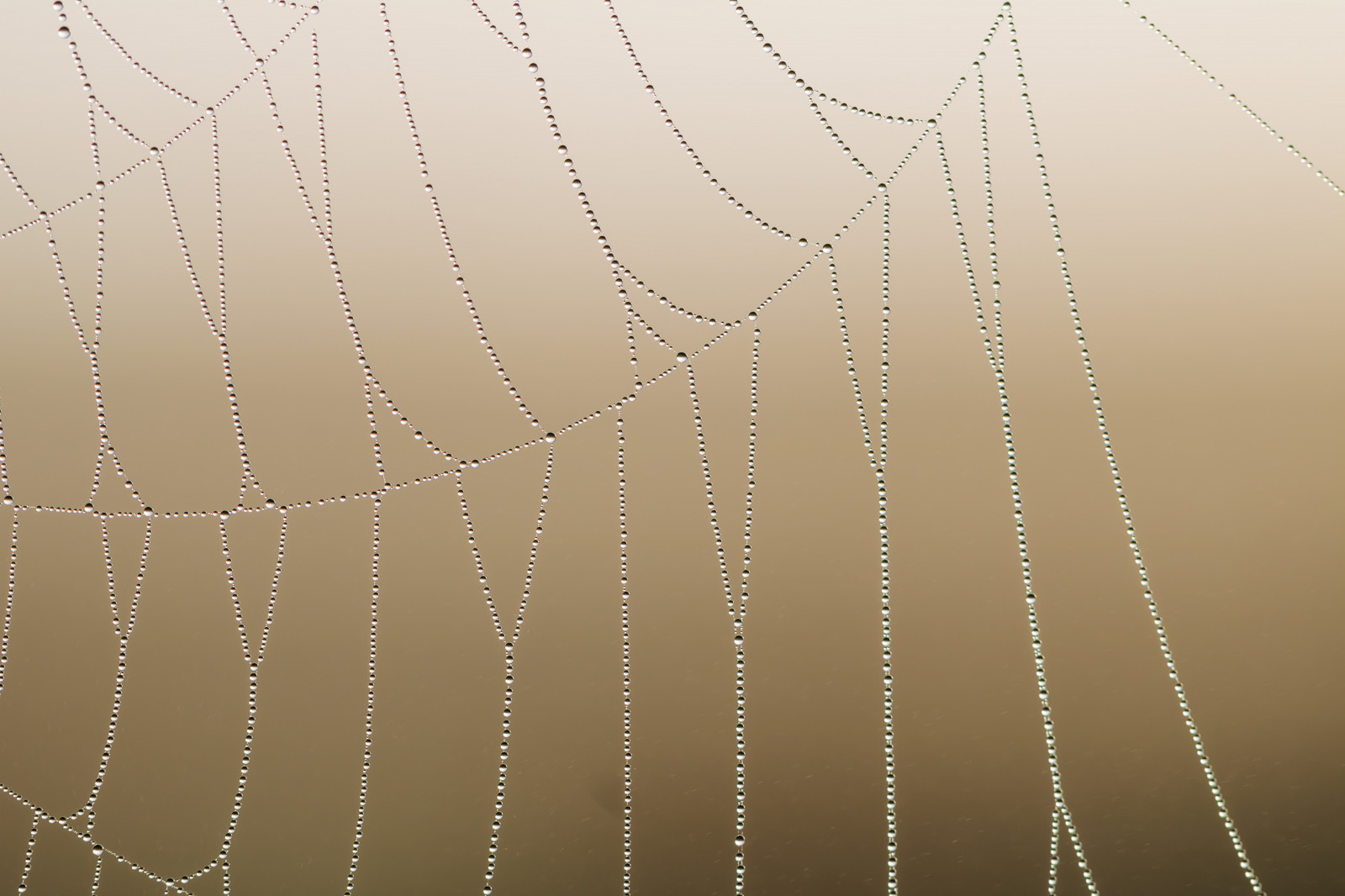 slunečnímu záření, voda, větev, pavouk, rosa, světlo, pokles, web, pavoučí síť, vatten, spindeln t, materiál, čára, kapička, s dersl tt, droppe, Dagg, n t, křídlo, makro fotografie, bezobratlý, vlhkost, pavoučí síť