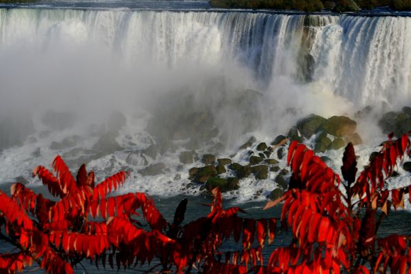 Canada,nature,plant,Ontario,color,fall