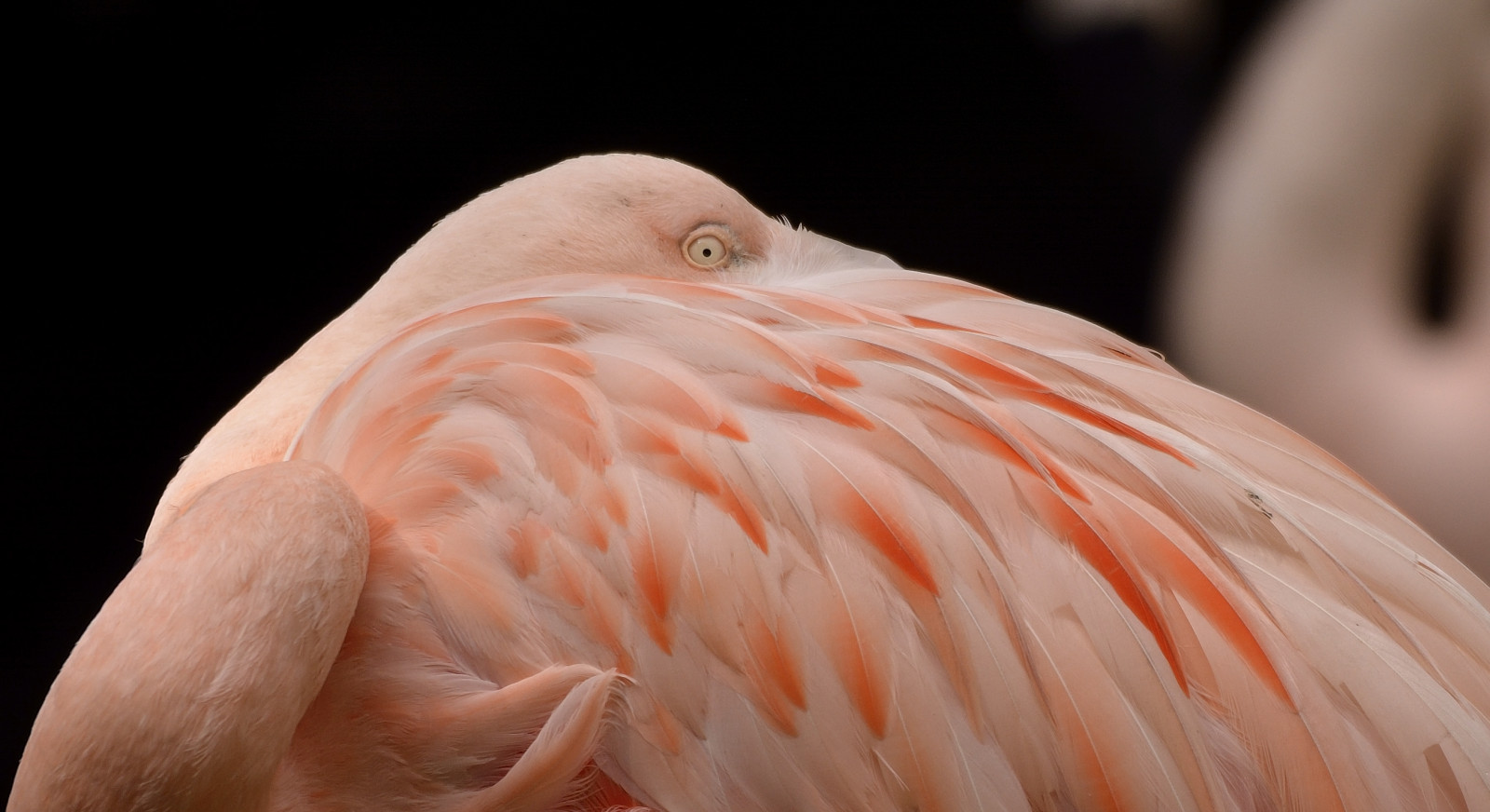 bianca, nero, animali, tigre, HDR, Nikon, Zoo, scimmia, becco, Tamron, uccello, bw, nero bianco, mano, piuma, fenicottero, Bestia, collo, D7100, Vogel, fauna, d90, schwarzweis, 18,105 mila millimetri, Tokina, il petto, tiere, 18270mm, 1.224 millimetri, vertebrato, avvicinamento, acqua uccello, organismo, affe, Hummel, siegda, siggidee, Grash pfer, Kranich, Flipp