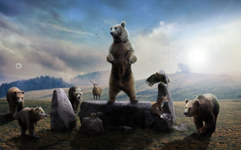 1680x1050 px, zvěř, medvědi 1680x1050 px, zvěř, medvědi
