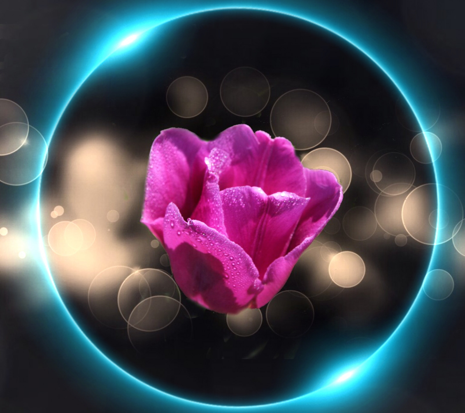 rosa, rosso, arancia, pianta, Toronto, Ontario, Canada, nero, fiore, macro, autobus, campo, giallo, giardini, torrente, Canone, farfalla, insetto, fiume, giardino, cerchio, insetto, a passeggio, botanico, eos, ribelle, vedere, foto, petali, acqua, flickr, ramo, fuga, tulipani, luminosa, Metro, fiorire, all'aperto, sfondo, grappolo, confine, surreale, sigma, Alone, e, stame, il giro, tulipano, don, sunburst, sereno, fiori selvatici, d100, dovere, edwards, GTA, tour, mulini, profondità, rupert, attrazione, sl1, sopra, 18,25 mila millimetri, wilket, bokehs, lunadedia, onasill