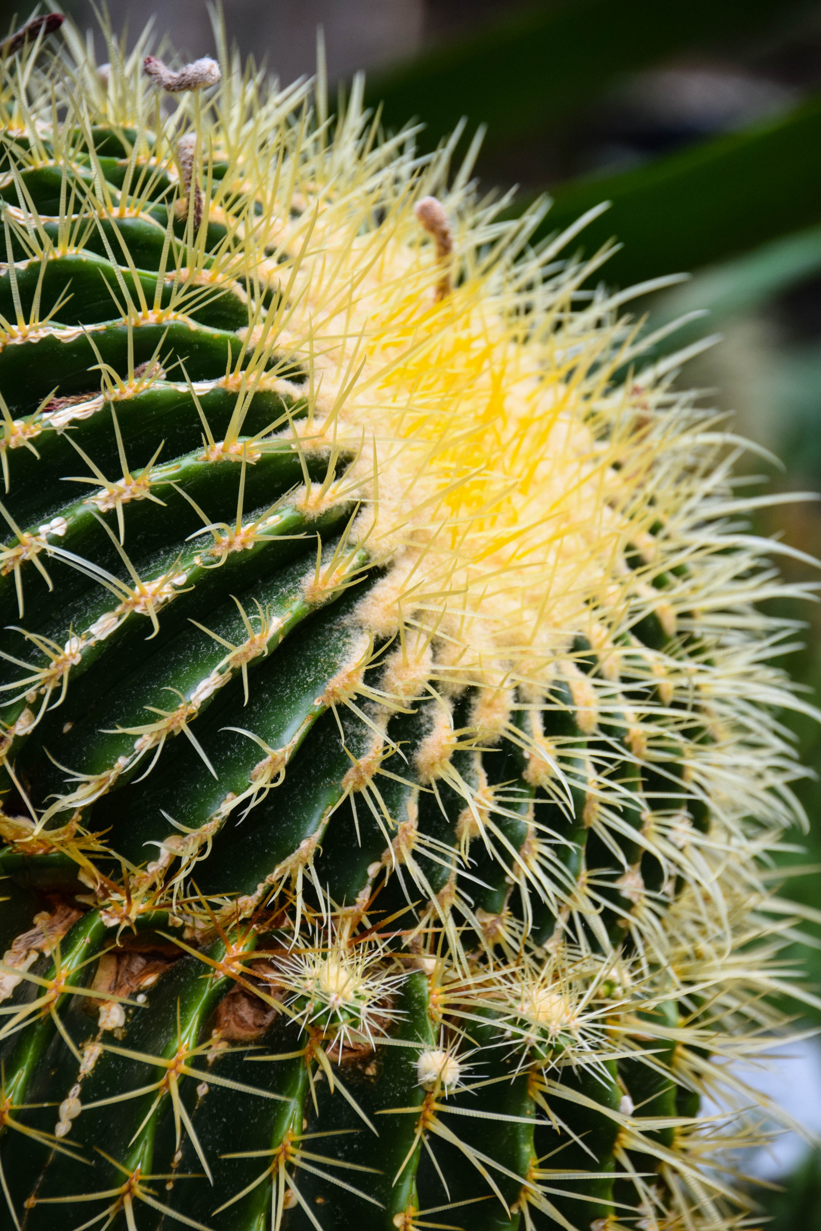 zahrada, město, ulice, rostliny, kaktus, Švédsko, Sverige, květ, rostlina, cityview, flóra, sk nel n, se, Lund, Botanická zahrada, botanicgareden, botaniskatr dg rden, botaniksatr dg ren, botanika, suchozemská rostlina, kvetoucí rostlina, makro fotografie, ježek kaktus, trny trny a trny, závod stonek