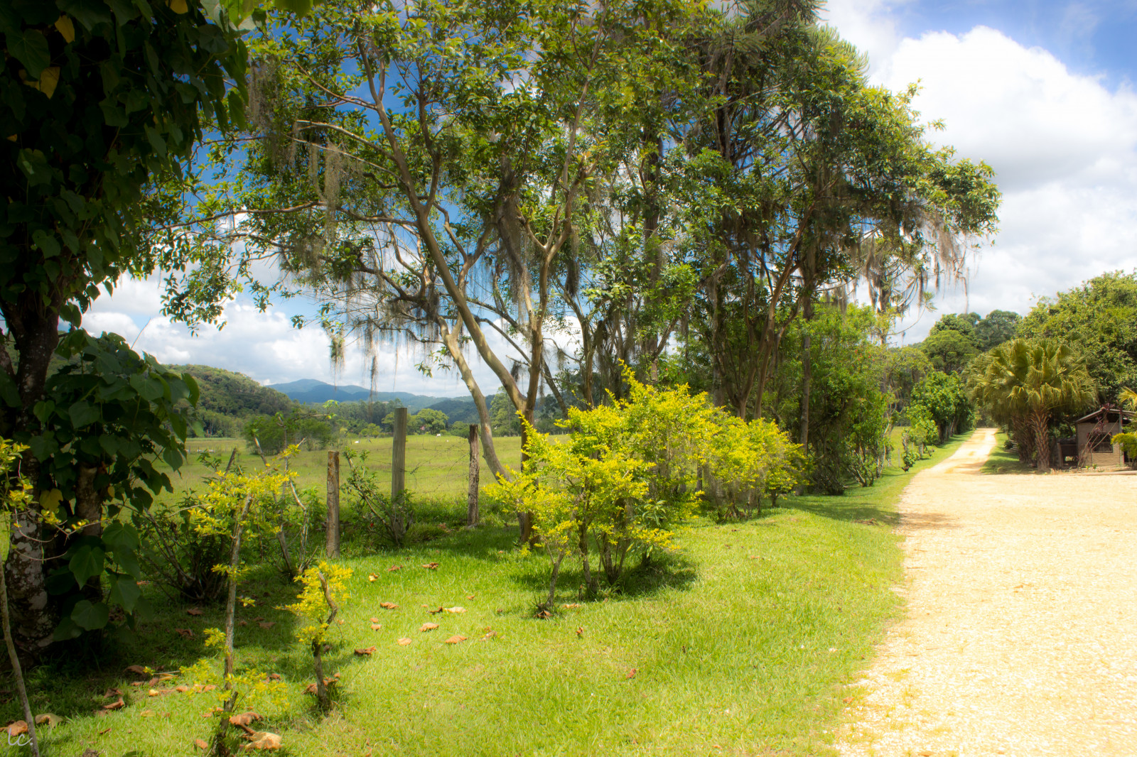 Wallpaper vegetation, tree, nature reserve, sky, leaf, grass, rural area, landscape, biome