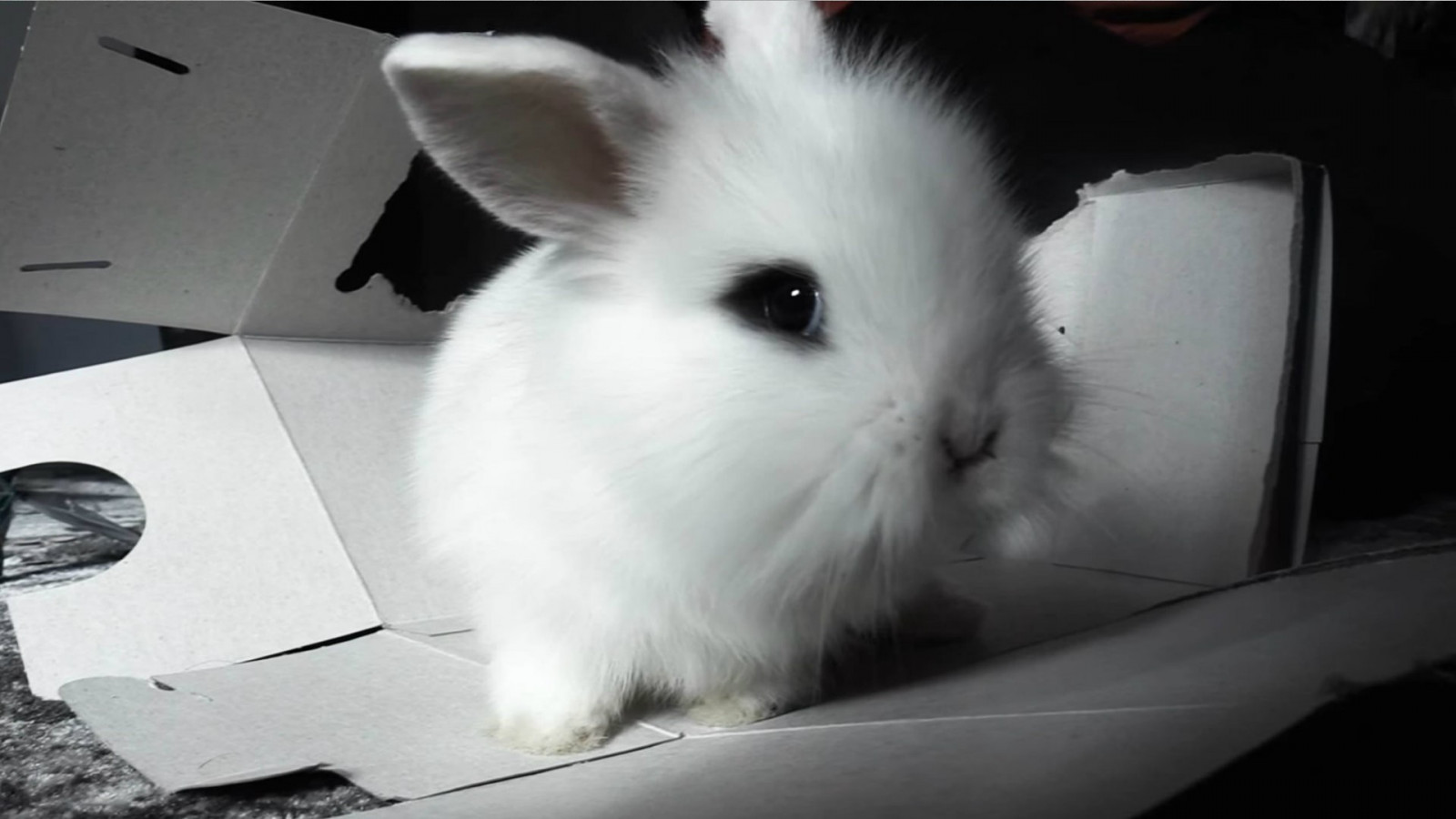 Wallpaper animals, monochrome, whiskers, rabbits, mammal, black and