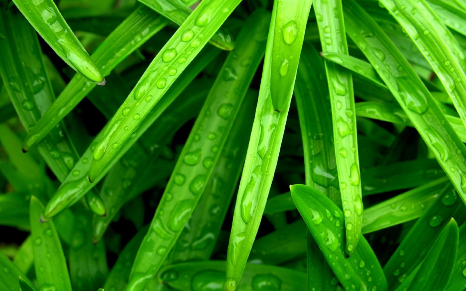 Wallpaper leaves, food, nature, plants, water drops, branch, green