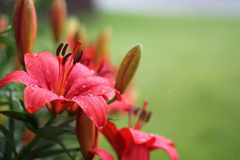 flowers, plants, blossom, flower, grass, leaf flowers, plants, blossom, flower, grass, leaf