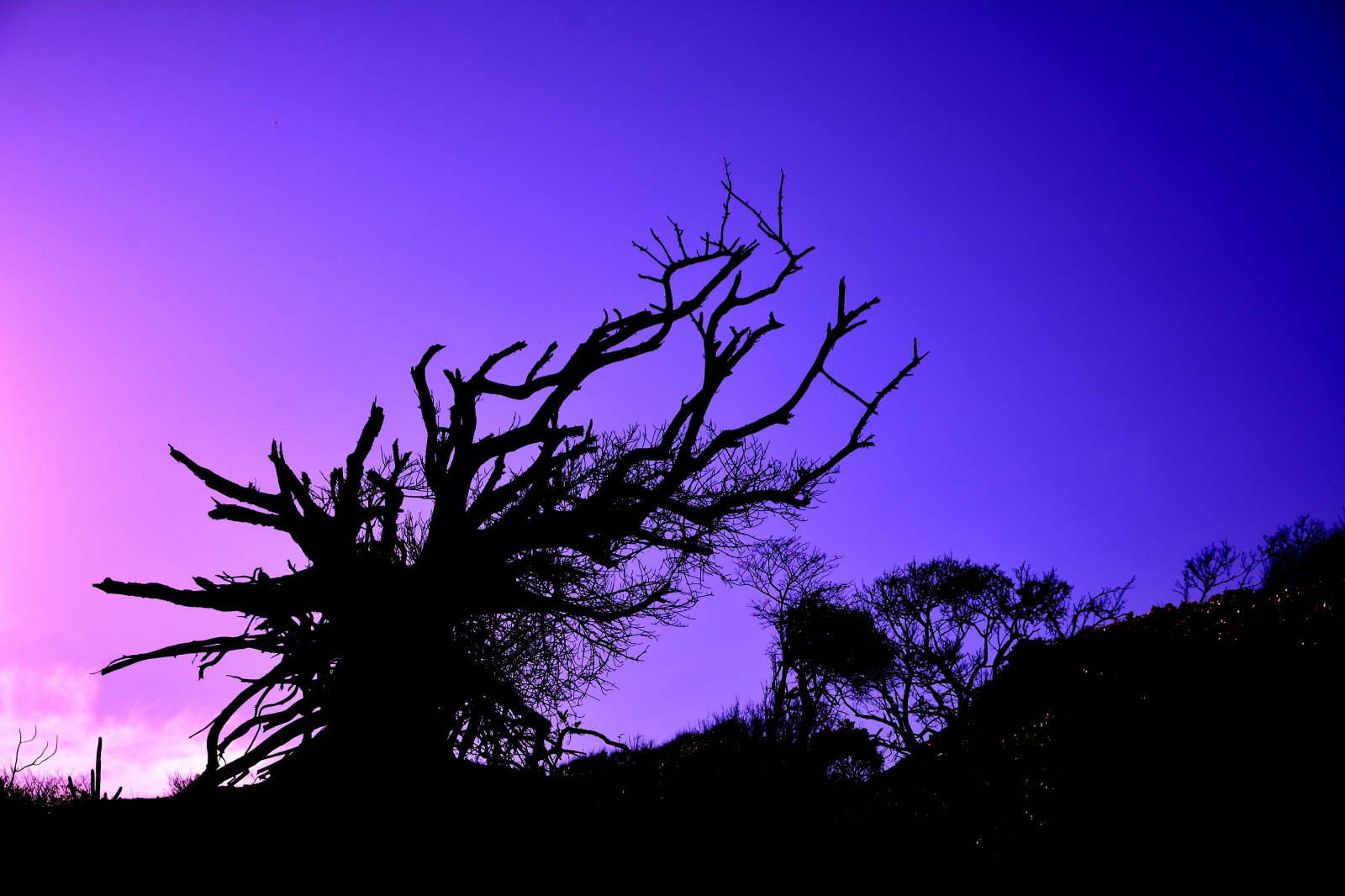 blå, himmel, træ, natur, azul, Brasil, natal, contraluz, sand, eftermiddag, skygger, areia, natureza, klit, Viagem, arvore, Litoral, CEU, Sombras, tarde, Dunas, Nordeste, entardecer, Helvio, brasilemimagens