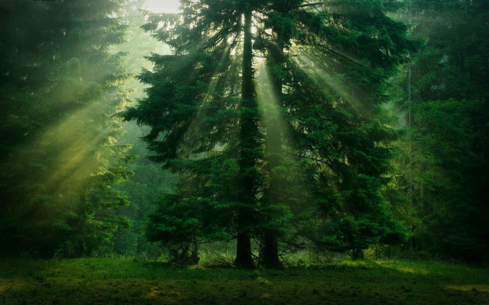sinar matahari, pohon, hutan, alam, rumput, hijau, pagi, kabut, rimba, hutan hujan, pohon, kabut, daun, screenshot, daerah berhutan, habitat, lingkungan alami, fenomena atmosfer, wallpaper komputer, kayu tanaman, fitur geografis, ekosistem, hutan konifer beriklim, bioma, hutan pertumbuhan tua, gugur