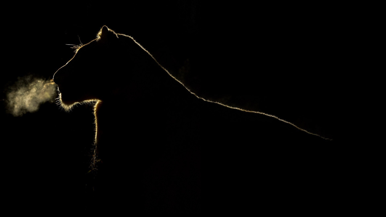 notte, silhouette, ramo, Leone, fulmine, grandi gatti, tuono, contorno, leggero, linea, oscurità, 1920x1080 px, bianco e nero, fotografia in bianco e nero