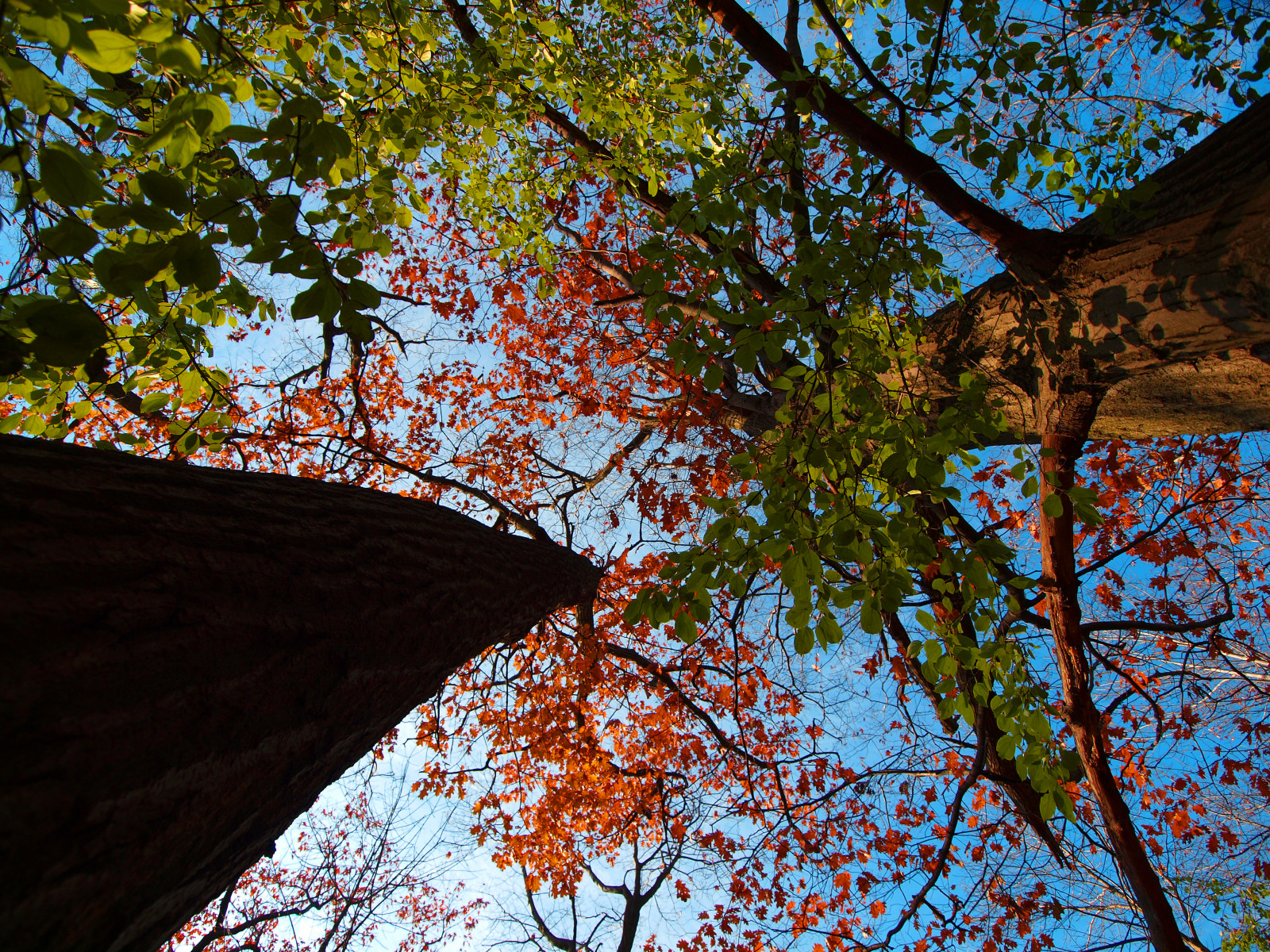 Wallpaper : nature, branch, woody plant, sky, autumn, deciduous, flora ...