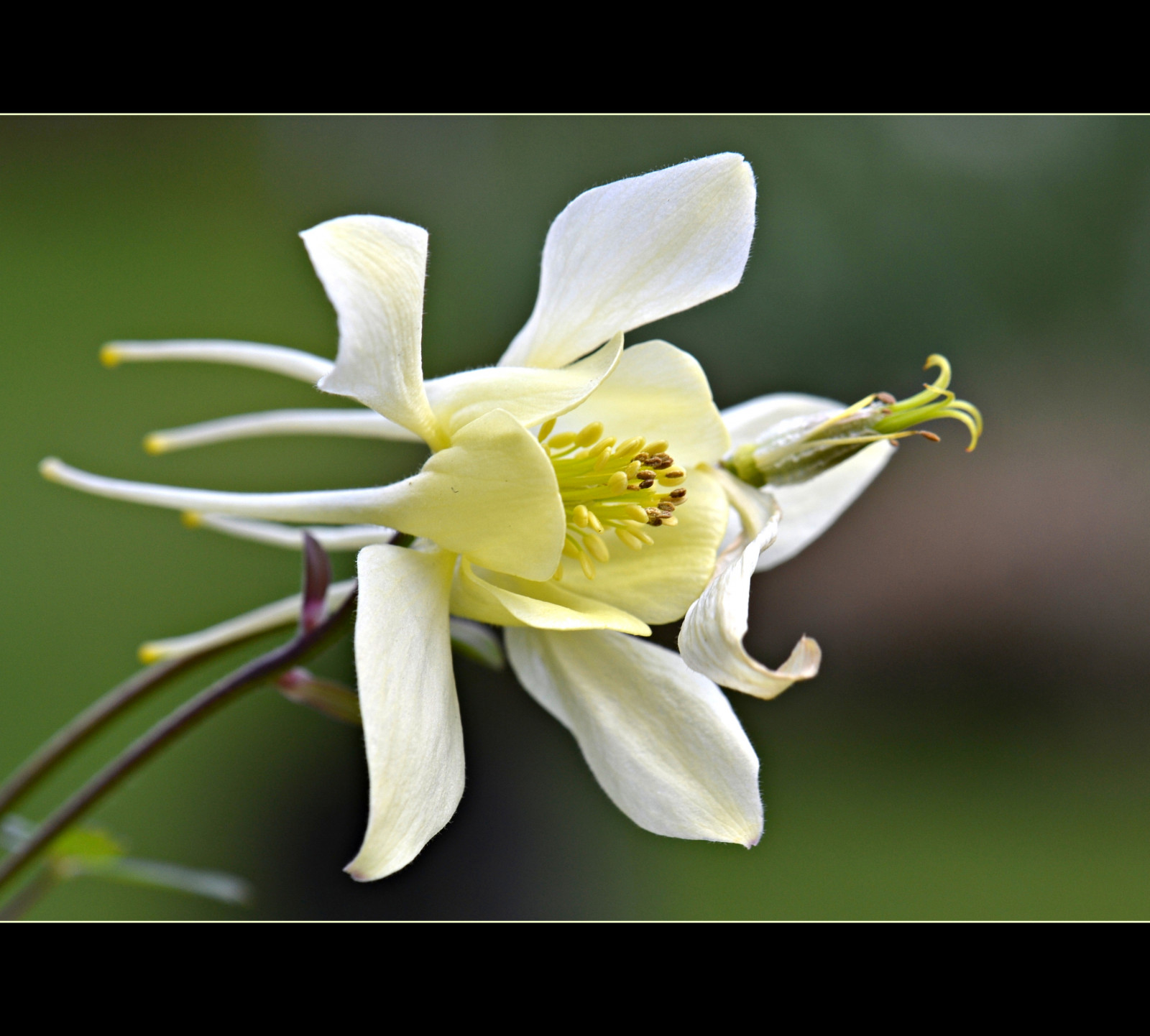 zahrada, fotografování, žlutý, květ, Jasmín, květ, rostlina, lilie, flóra, okvětní lístek, floralfantasy, flowersarebeautiful, betterthangood, divoká rostlina, pohled, flickrsawesomeblossoms, botanika, suchozemská rostlina, kvetoucí rostlina, zblízka, keř, makro fotografie, aquilegia, flowerbasket, qualifiedmembersonly, thethreeangels, worldofflowers, unforgettableflowers, addictedtoflowers, flowersonflickr, weallloveflowers, beautifulflowergroup, flowers4you, flowerblossomgroup, madaboutflowers