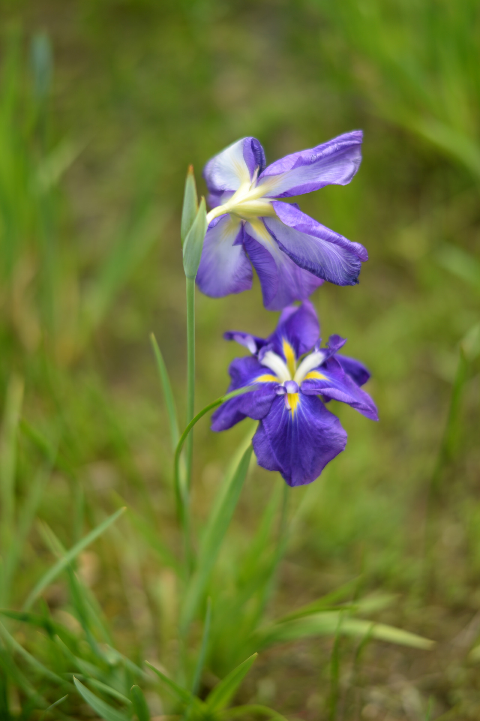Japonsko, květiny, Sony, Tokio, RX1R, Duhovka, jp, květ, rostlina, oko, flóra, Zeiss, louka, rx, rx1, rx1rm2, rx1rmark2, mizumoto, mizumotopark, divoká rostlina, botanika, suchozemská rostlina, kvetoucí rostlina, makro fotografie, iris versicolor, iris rodina, zvonek rodina, zvonek