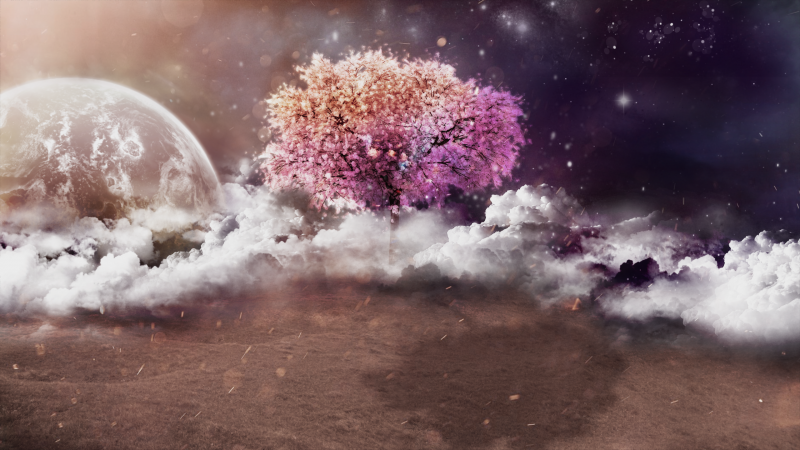 Sonnenlicht, Nacht-, Planet, Natur, Betrachtung, Bäume Sonnenlicht, Nacht-, Planet, Natur, Betrachtung, Bäume