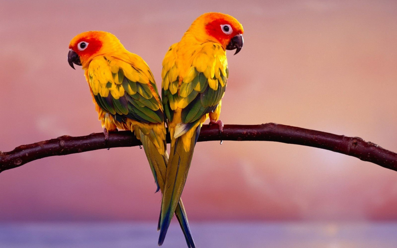 배경 화면 : 1920x1200px, 52, budgie, 잉꼬, 앵무새, 열렬한 1920x1200 - wallup ...