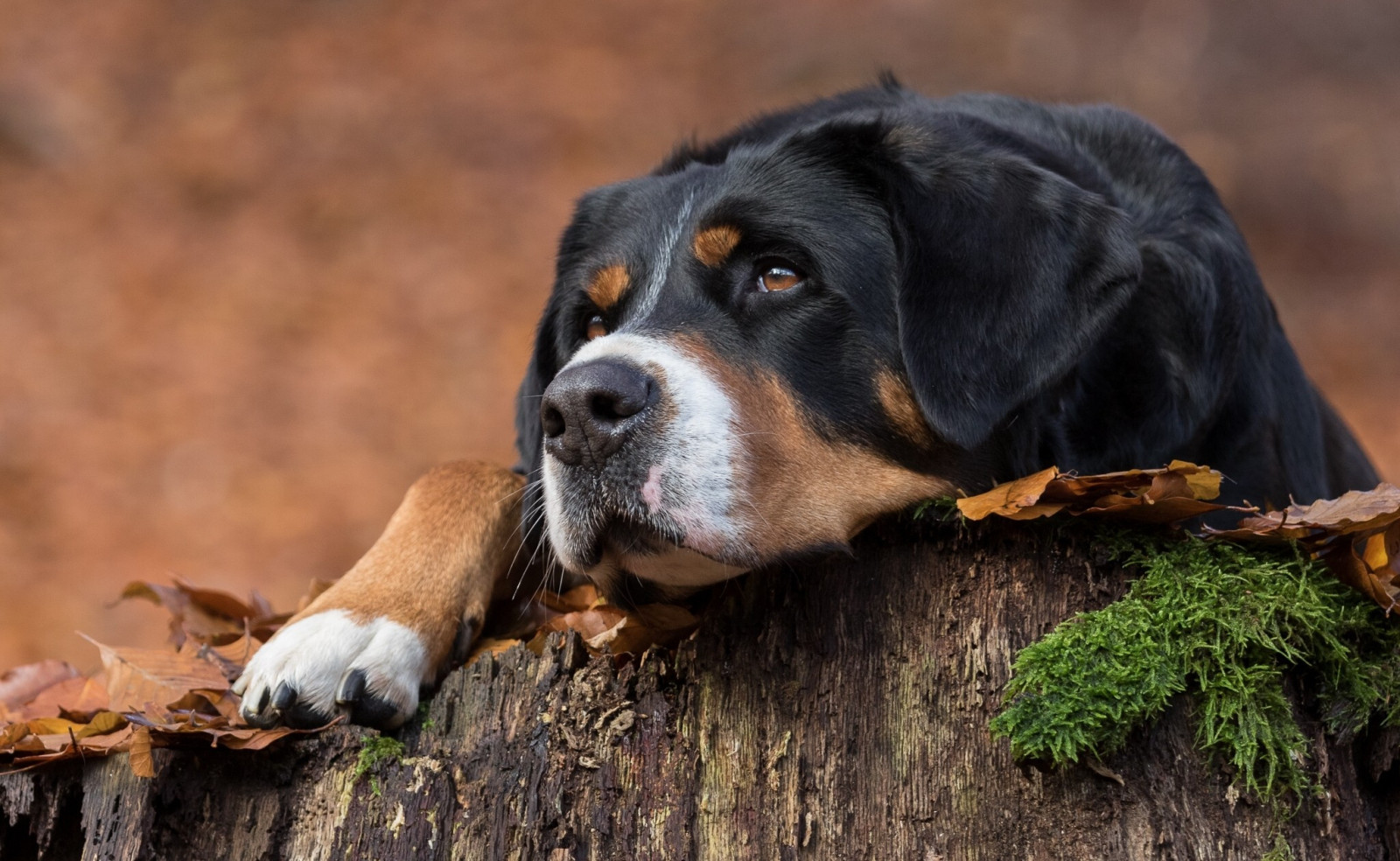 zvěř, Pes, savci, štěně, savec, obratlovců, pes jako savec, carnivoran, psí plemeno, Velký švýcarský salašnický pes, entlebucher salašnický pes, appenzellský salašnický pes