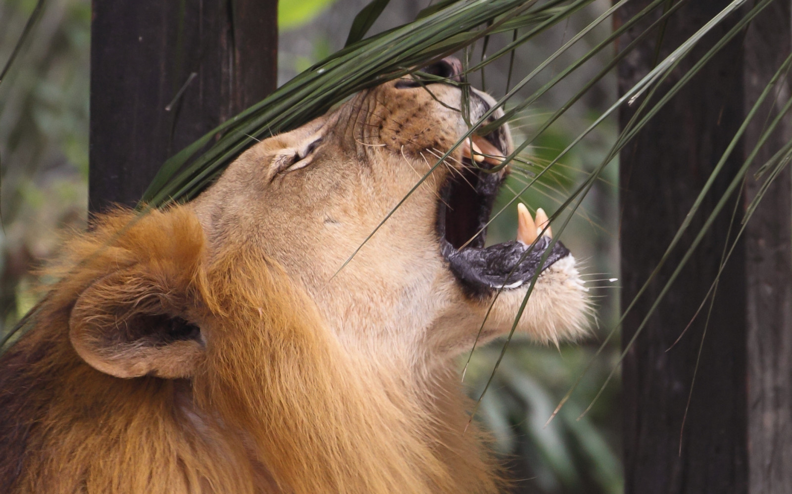 Afrika, kočky, Příroda, Kánon, eos, král, Volně žijících živočichů, lev, zelený mír, teleobjektiv, Monarcha, Malajsie, Kuala Lumpur, 70300 mm, majestátní, bigcats, Zoonegara, llens, 50d, ringexcellence, rememberthatmomentlevel1